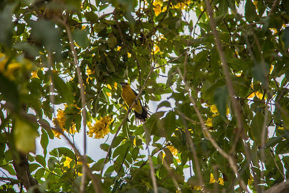 Golden grosbeak KAC9943