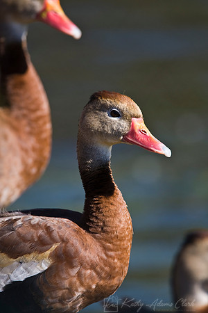 Black-bellied whistling-duck KAC6456