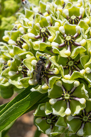 Bee species Antelope Horn KAC0962