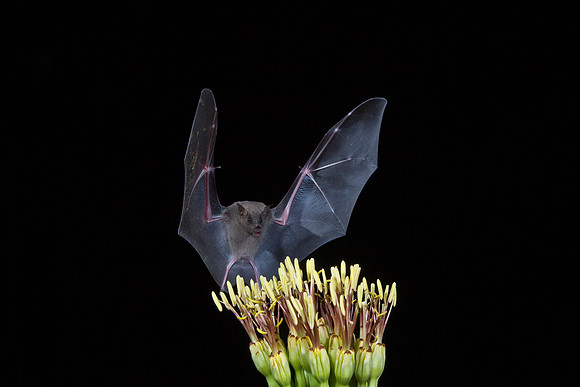 Mexican Long-tongued Bat KAC2038