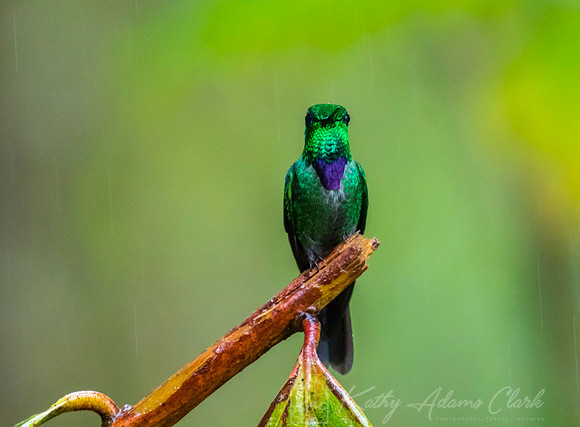 Purple-bibbed whitetip Hummingbird KAC9628