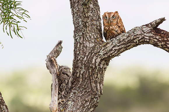 Eastern screech-owl KAC7360