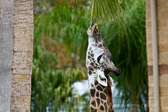 Giraffe KAC9050