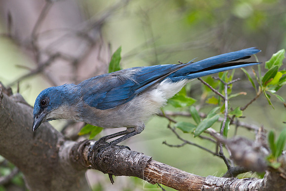 Mexican jay KAC6926