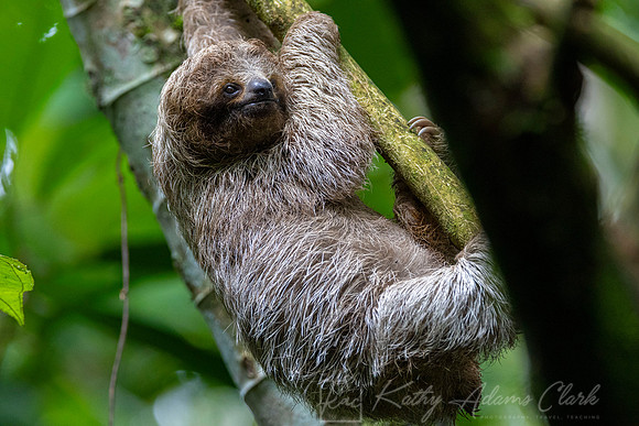Three-toed sloth KAC3857