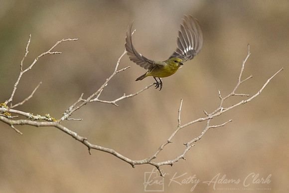 Lesser goldfinch KAC1270