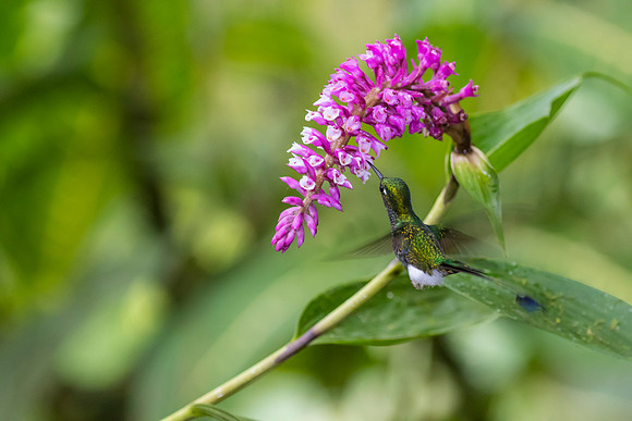 Booted racket-tail hummingbird KAC0483