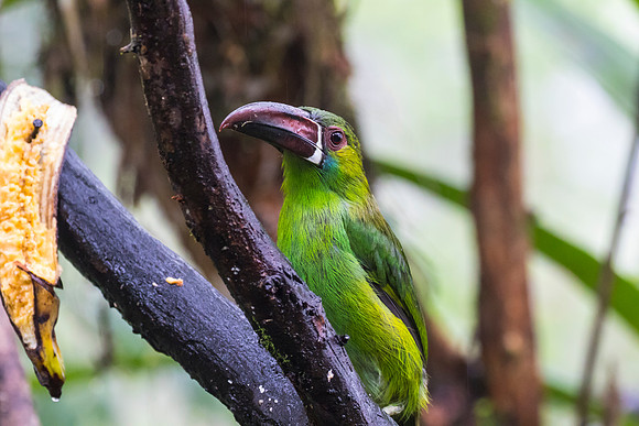 Crimson-rumped toucanet KAC9706