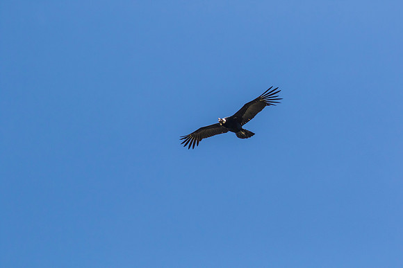Andean Condor KAC8493