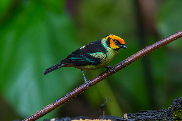Flame-faced tanager KAC9975