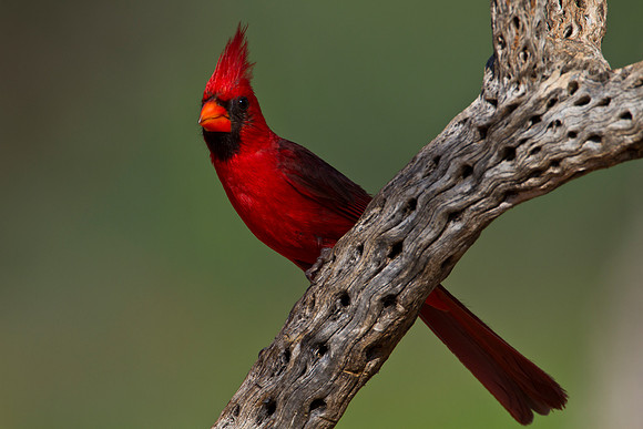 Northern cardinal KAC1471