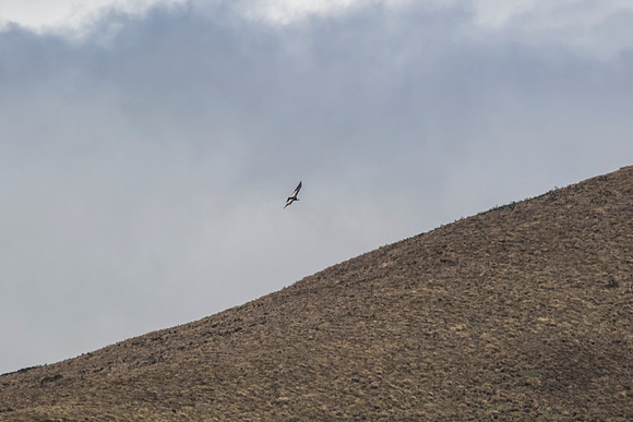 Andean Condor KAC8295