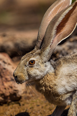 Antelope jackrabbit KAC8888