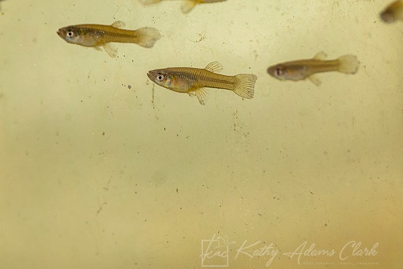 Minnows guppies KAC9710