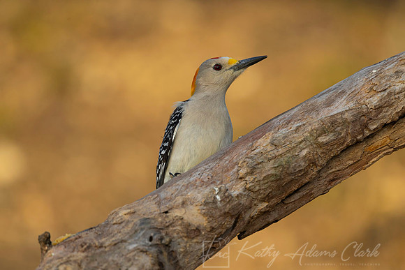 Golden-fronted woodpecker KAC9599