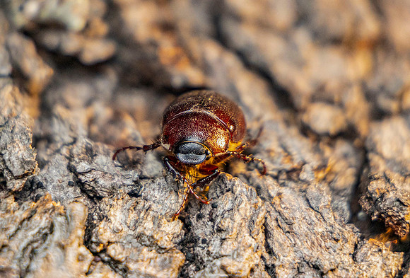 June Bug focus stack 1 KAC0857_62