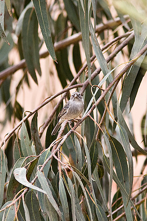 Ash-breasted sierra-finch KAC 7334