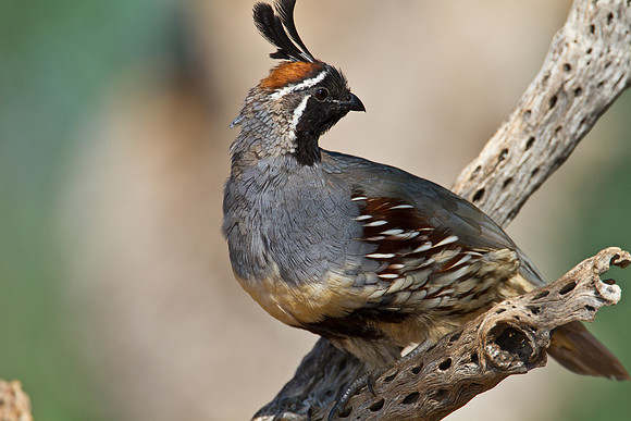 Gambel's quail KAC1455