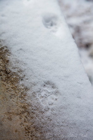 Tracks snow KAC0027