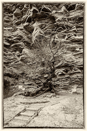 Tree at Hot Springs KAC8430 Nik