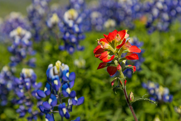 Indian Paintbrush KAC0791