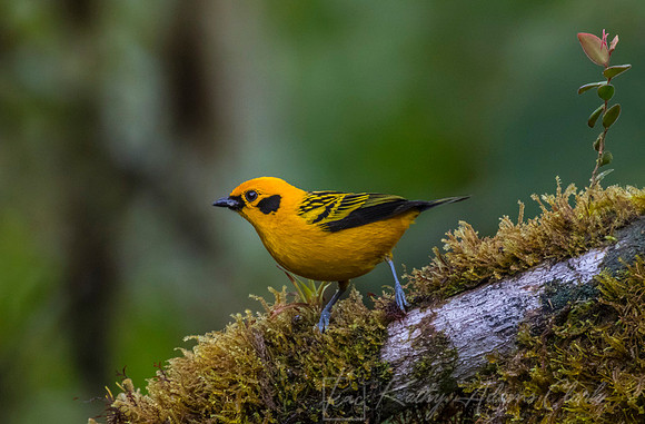 Golden tanager KAC9896