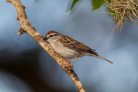Chipping sparrow KAC7307