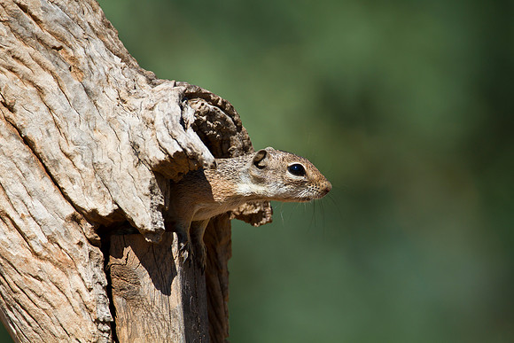 Harris’ antelope squirrel KAC1560