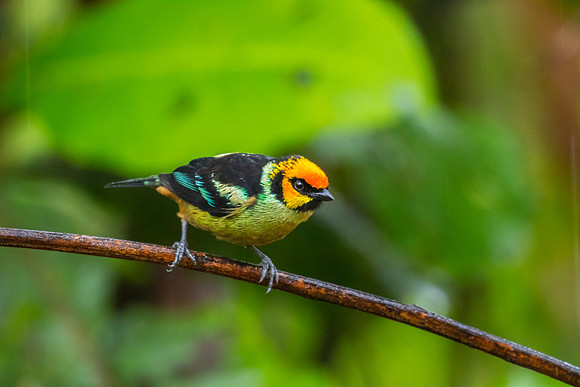 Flame-faced tanager KAC9977