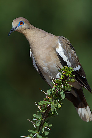 White-winged dove KAC1442