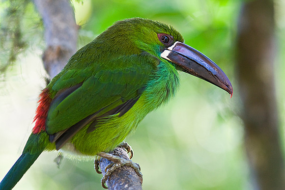 crimson-rumped toucanet KAC8584