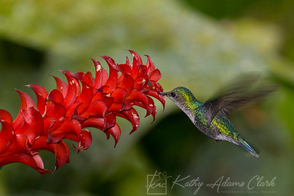 Booted racket-tail hummingbird KAC0145