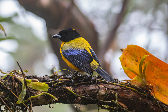 Black-chinned mountain-tanager KAC9984
