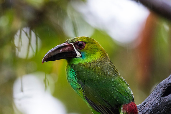 Crimson-rumped toucanet KAC9739