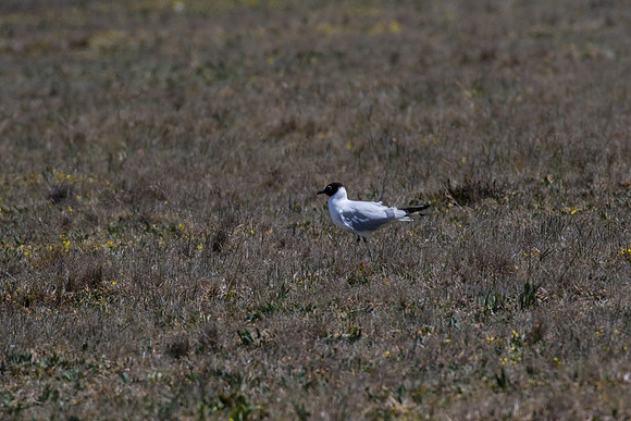 Andean gull KAC8756