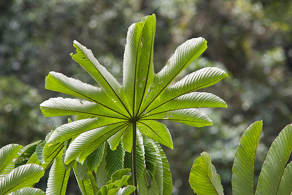 Cecropia leaf KAC4404