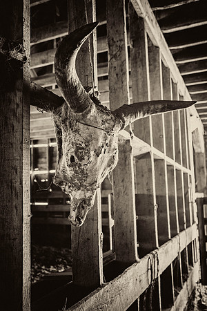 Cow Skull KAC7896tt