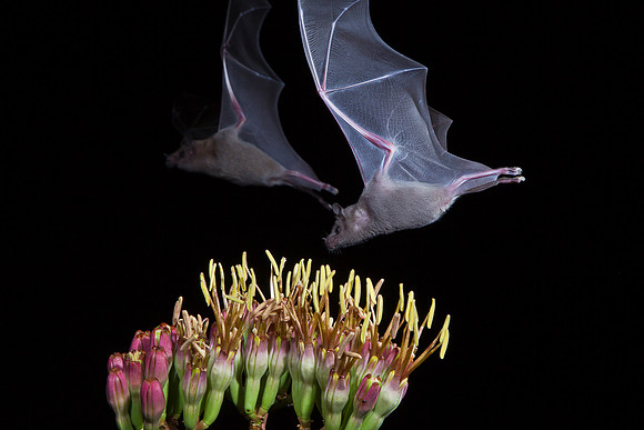Lesser Long-nosed Bat KAC8914