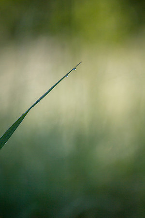 Summer Grasses KAC2770
