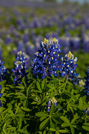 Texas Bluebonnet KAC0842