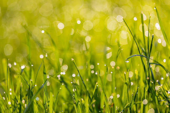 Grass Morning Spring KAC0590