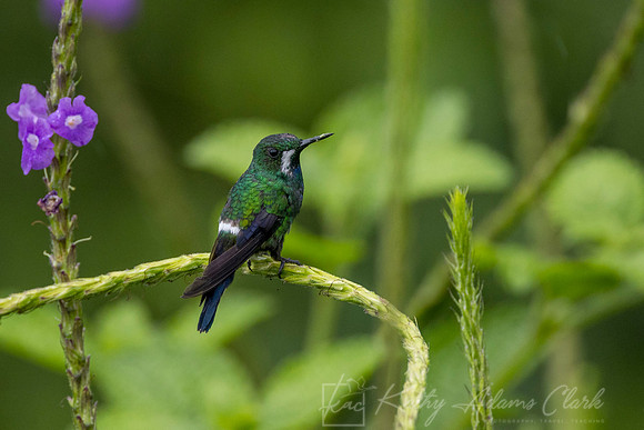 Green thorntail hummingbird KAC6526