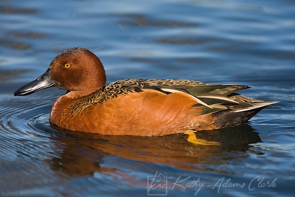 Cinnamon teal KAC6440