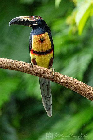 Collared aracari KAC5213