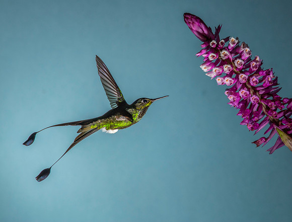 Booted racket-tail hummingbird KAC9285