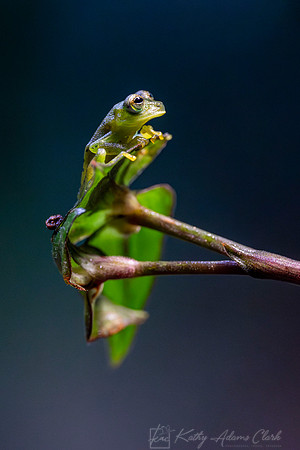 Ghost glass frog KAC4841-Enhanced-NR