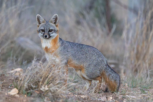 Gray fox KAC2152-Enhanced-NR