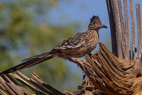 Greater roadrunner KAC8996
