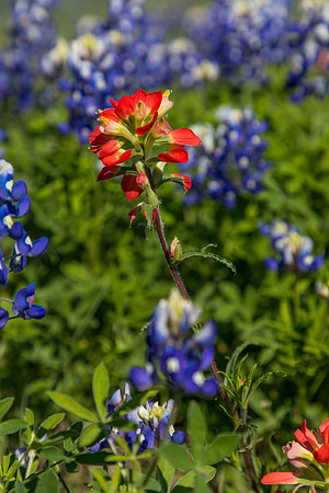 Indian Paintbrush KAC0790