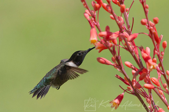 Black-chinned hummingbird KAC6264